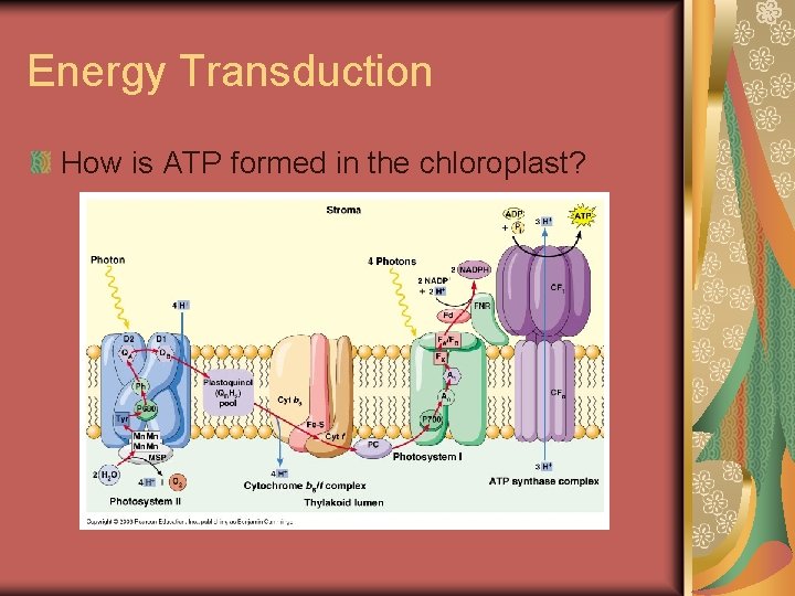 Energy Transduction How is ATP formed in the chloroplast? 