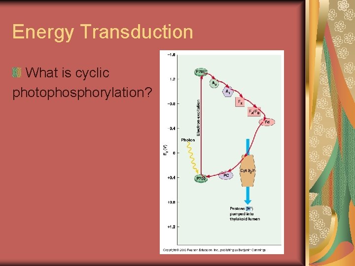 Energy Transduction What is cyclic photophosphorylation? 