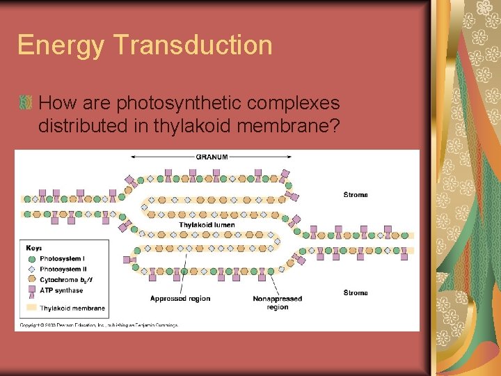 Energy Transduction How are photosynthetic complexes distributed in thylakoid membrane? 