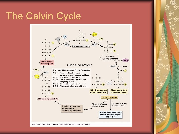The Calvin Cycle 