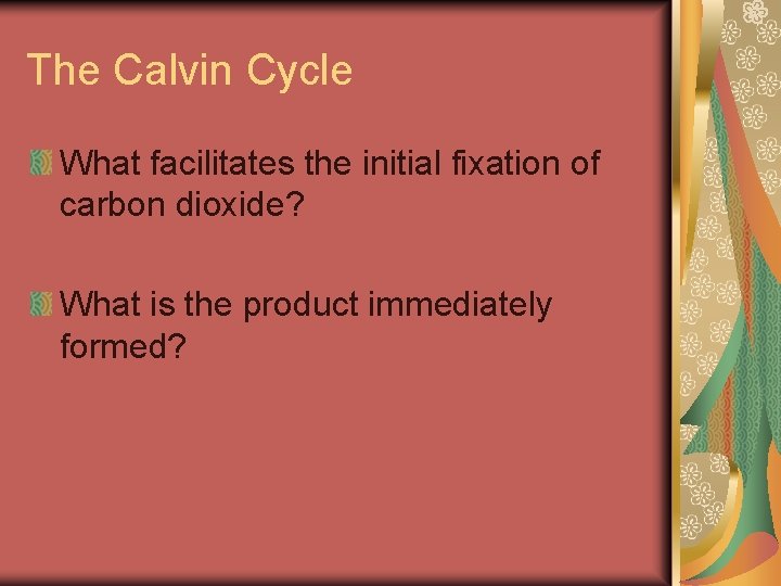 The Calvin Cycle What facilitates the initial fixation of carbon dioxide? What is the