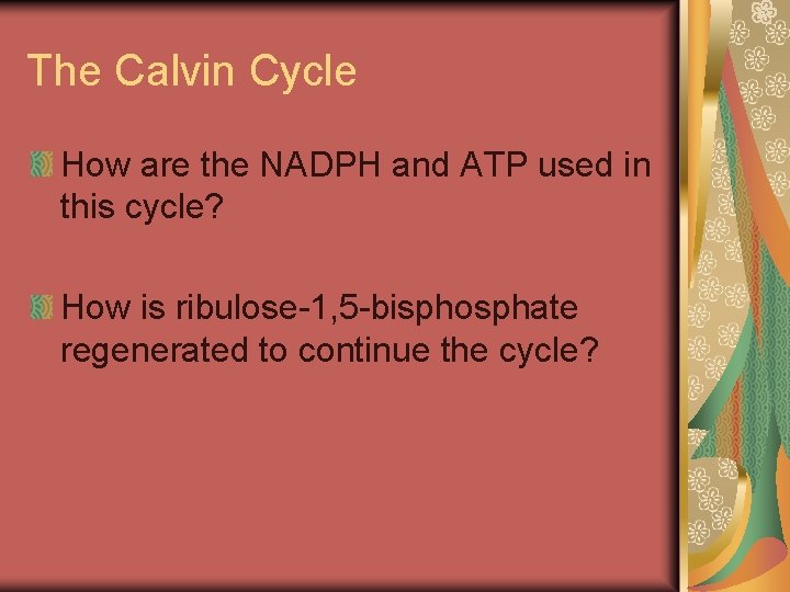 The Calvin Cycle How are the NADPH and ATP used in this cycle? How