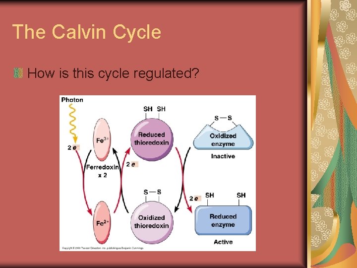 The Calvin Cycle How is this cycle regulated? 