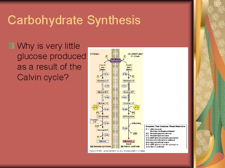 Carbohydrate Synthesis Why is very little glucose produced as a result of the Calvin