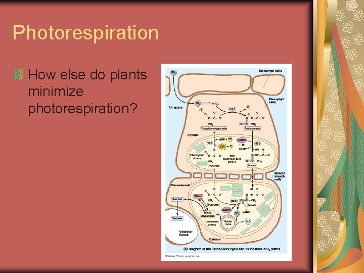 Photorespiration How else do plants minimize photorespiration? 
