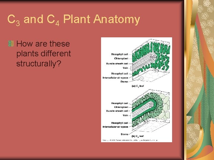 C 3 and C 4 Plant Anatomy How are these plants different structurally? 