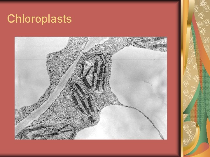 Chloroplasts 
