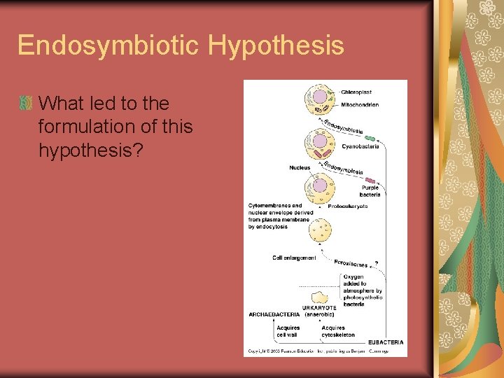 Endosymbiotic Hypothesis What led to the formulation of this hypothesis? 