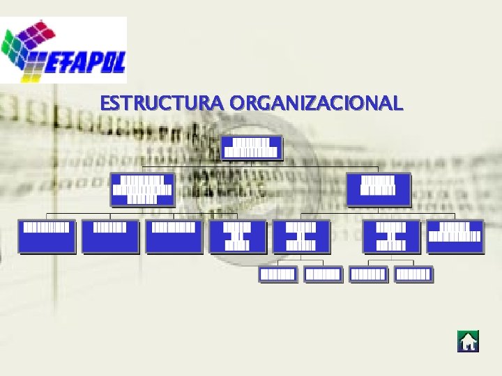 ESTRUCTURA ORGANIZACIONAL ESTRUCTURA ORGANIZACIONAL