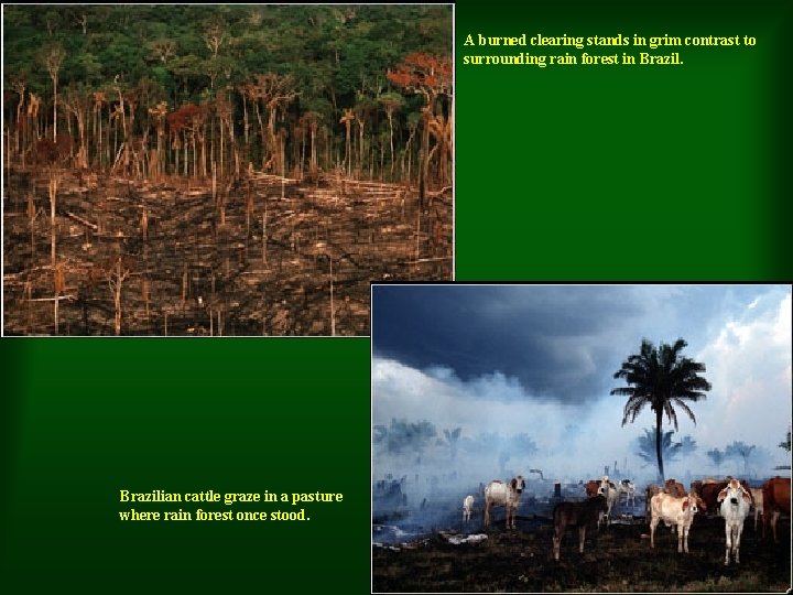 A burned clearing stands in grim contrast to surrounding rain forest in Brazilian cattle