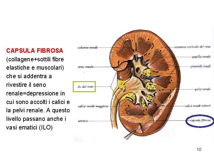 CAPSULA FIBROSA (collagene+sottili fibre elastiche e muscolari) che si addentra a rivestire il seno