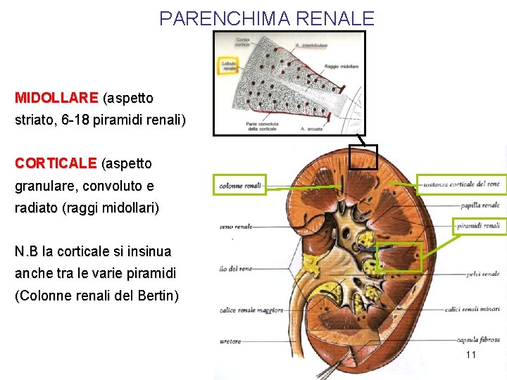 PARENCHIMA RENALE MIDOLLARE (aspetto striato, 6 -18 piramidi renali) CORTICALE (aspetto granulare, convoluto e