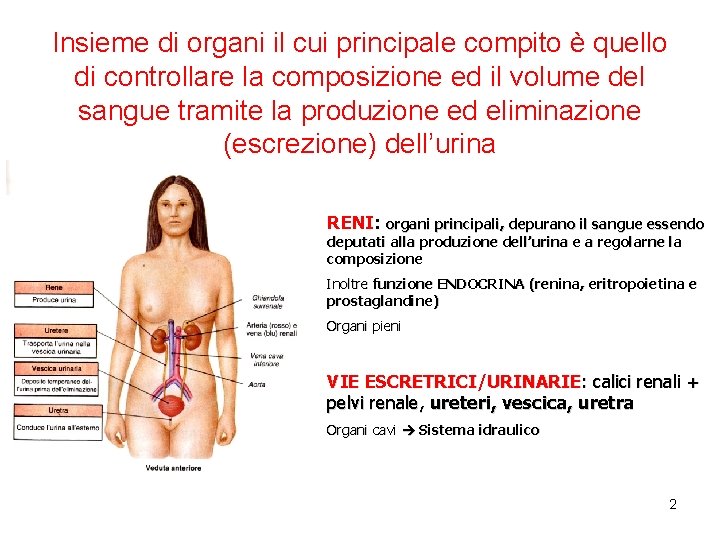 Insieme di organi il cui principale compito è quello di controllare la composizione ed