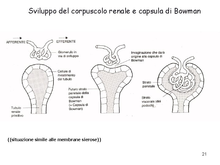 Sviluppo del corpuscolo renale e capsula di Bowman ((situazione simile alle membrane sierose)) 21