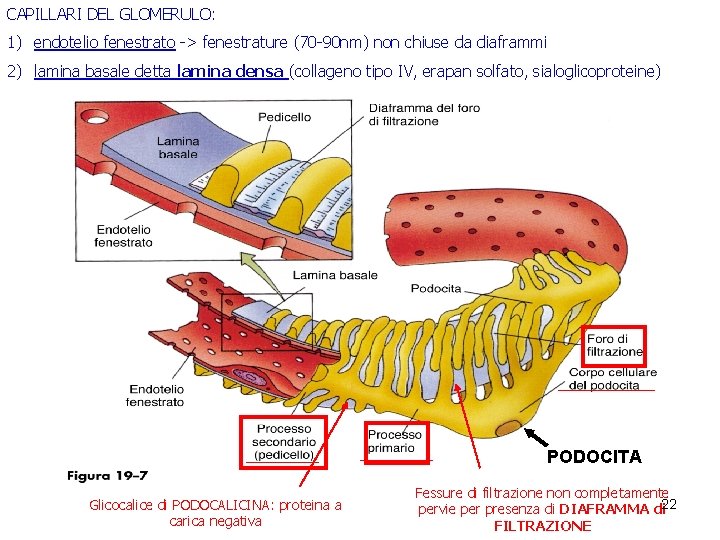 CAPILLARI DEL GLOMERULO: 1) endotelio fenestrato -> fenestrature (70 -90 nm) non chiuse da