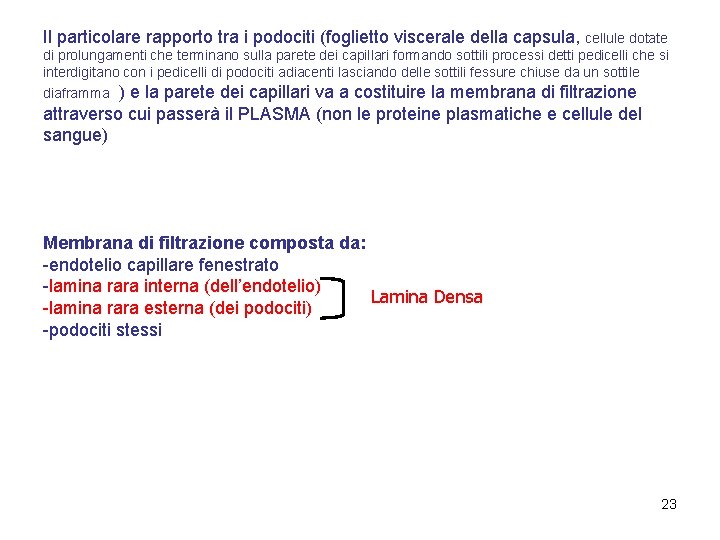 Il particolare rapporto tra i podociti (foglietto viscerale della capsula, cellule dotate di prolungamenti