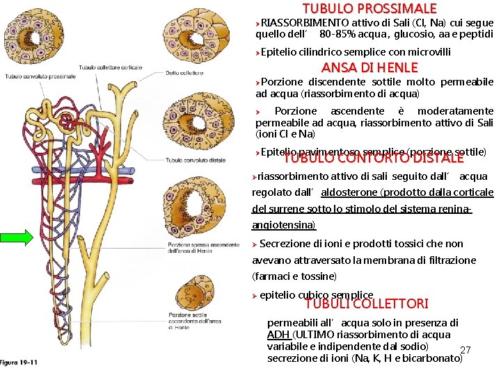 TUBULO PROSSIMALE ØRIASSORBIMENTO attivo di Sali (Cl, Na) cui segue quello dell’ 80 -85%