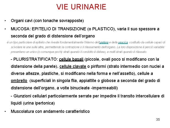 VIE URINARIE • Organi cavi (con tonache sovrapposte) • MUCOSA: EPITELIO DI TRANSIZIONE (o