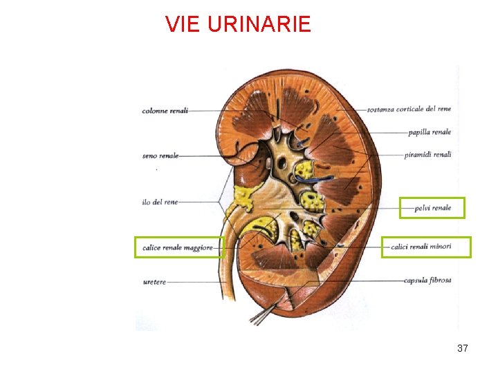 VIE URINARIE 37 