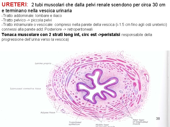 URETERI: 2 tubi muscolari che dalla pelvi renale scendono per circa 30 cm e