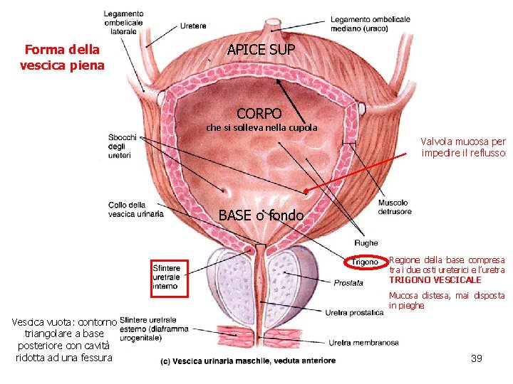 Forma della vescica piena APICE SUP CORPO che si solleva nella cupola Valvola mucosa