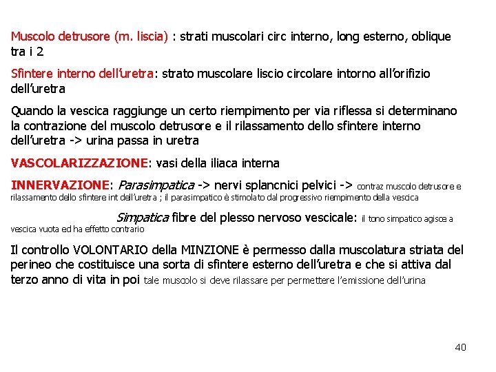 Muscolo detrusore (m. liscia) : strati muscolari circ interno, long esterno, oblique tra i