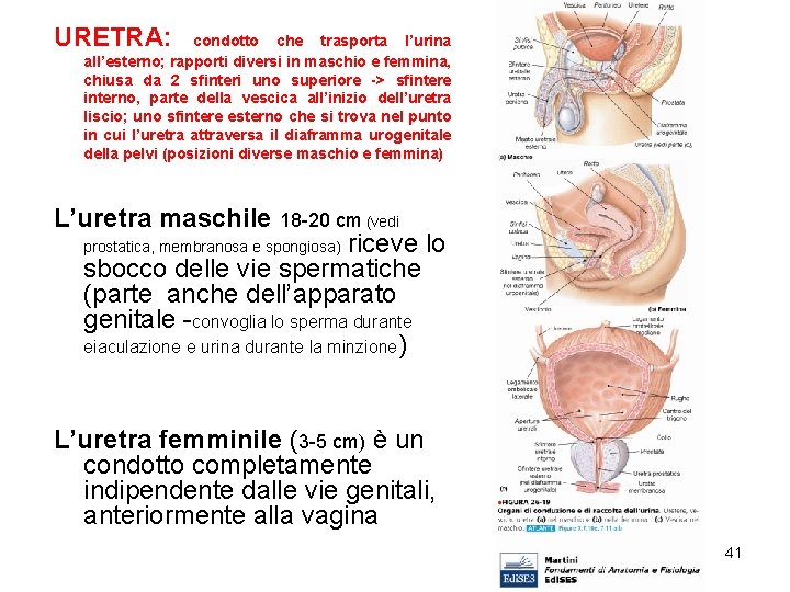 URETRA: condotto che trasporta l’urina all’esterno; rapporti diversi in maschio e femmina, chiusa da