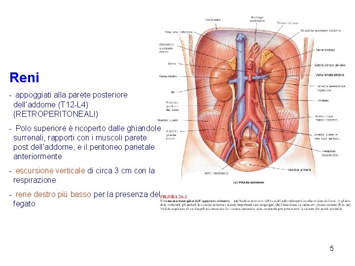 Reni - appoggiati alla parete posteriore dell’addome (T 12 -L 4) (RETROPERITONEALI) - Polo