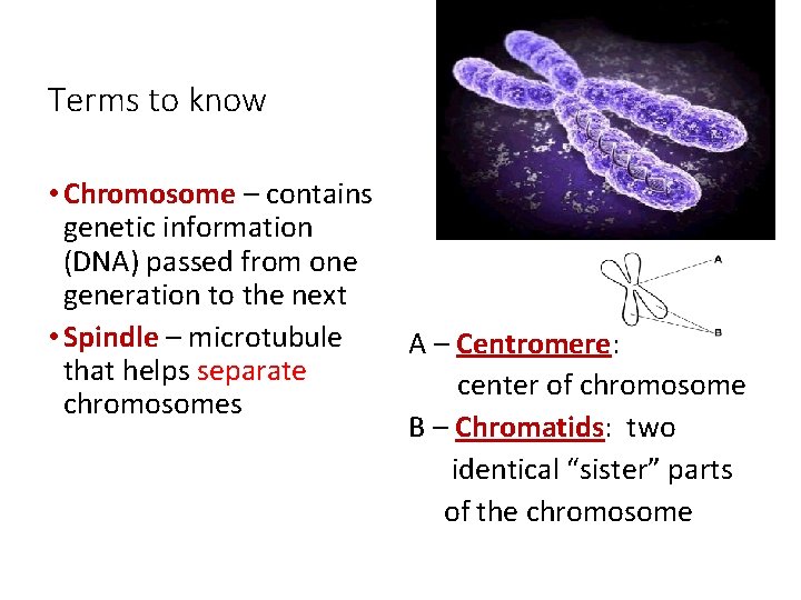Terms to know • Chromosome – contains genetic information (DNA) passed from one generation