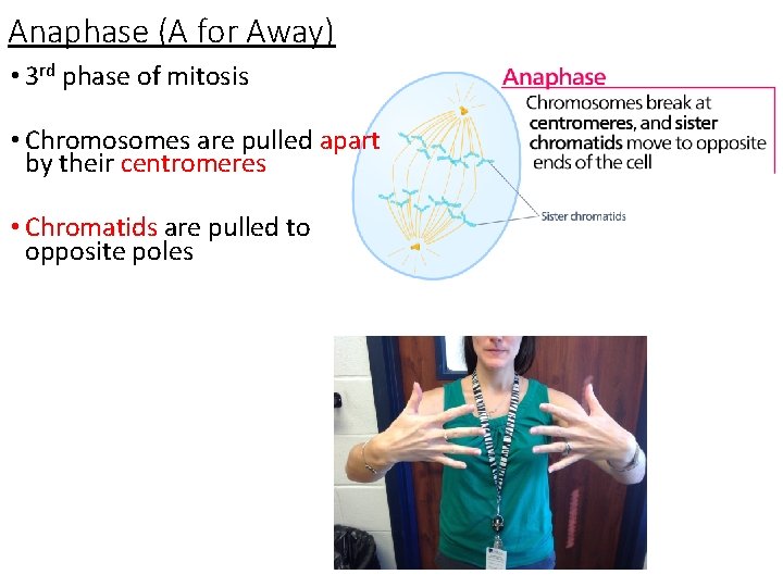 Anaphase (A for Away) • 3 rd phase of mitosis • Chromosomes are pulled