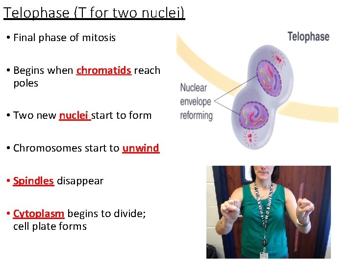 Telophase (T for two nuclei) • Final phase of mitosis • Begins when chromatids