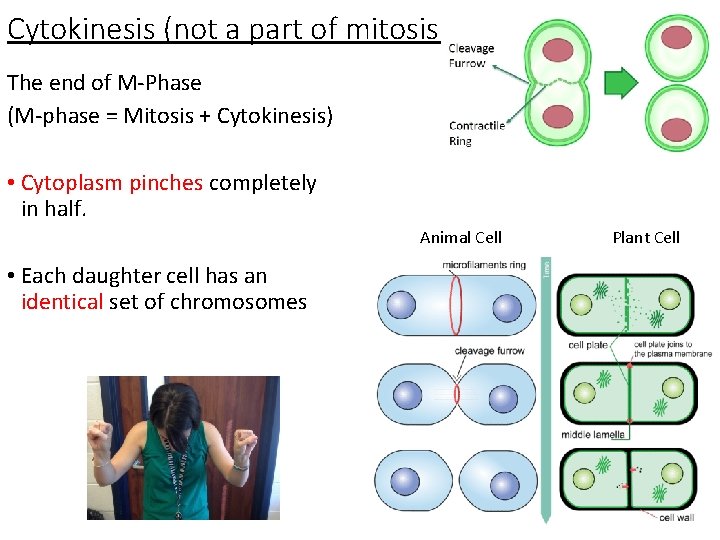 Cytokinesis (not a part of mitosis) The end of M-Phase (M-phase = Mitosis +