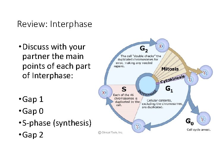 Review: Interphase • Discuss with your partner the main points of each part of