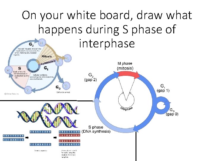 On your white board, draw what happens during S phase of interphase 