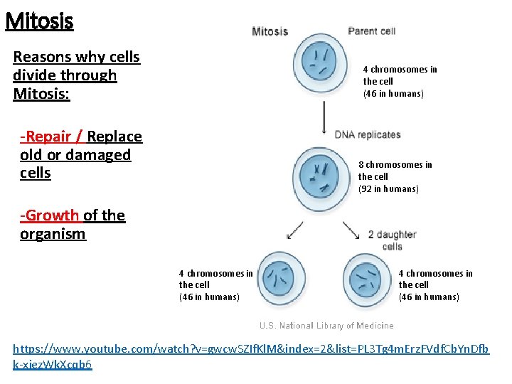 Mitosis Reasons why cells divide through Mitosis: 4 chromosomes in the cell (46 in