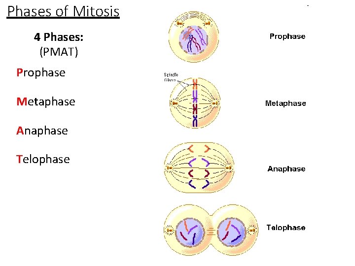 Phases of Mitosis 4 Phases: (PMAT) Prophase Metaphase Anaphase Telophase 