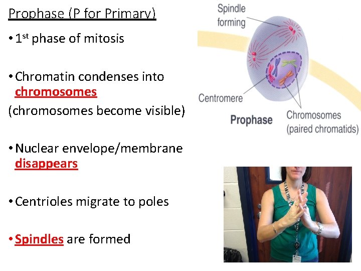 Prophase (P for Primary) • 1 st phase of mitosis • Chromatin condenses into