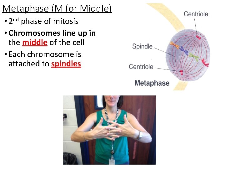 Metaphase (M for Middle) • 2 nd phase of mitosis • Chromosomes line up