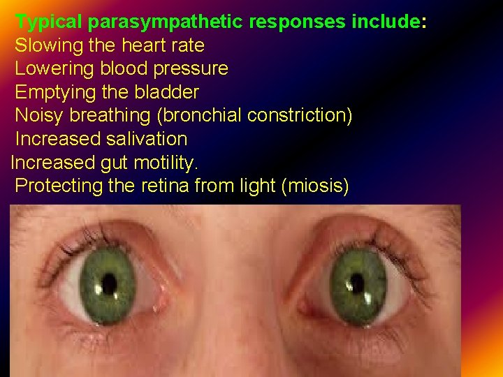 Typical parasympathetic responses include: Slowing the heart rate Lowering blood pressure Emptying the bladder