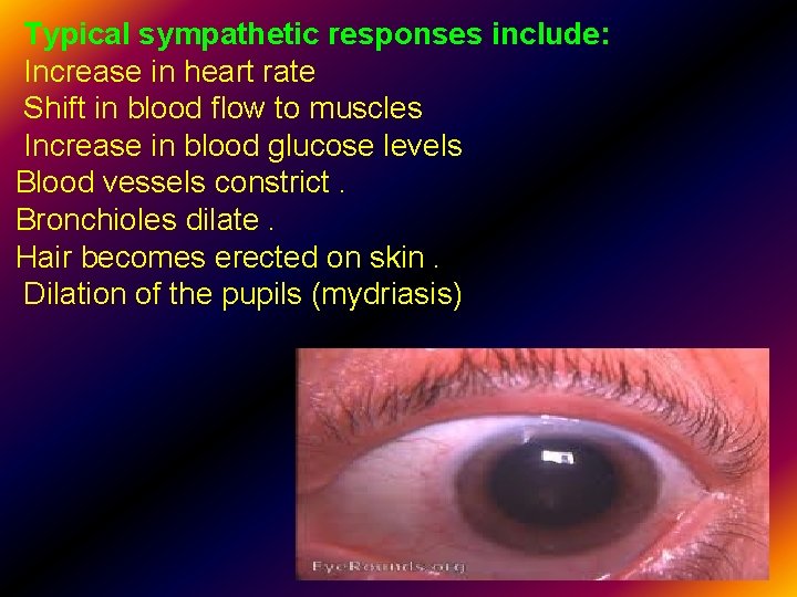 Typical sympathetic responses include: Increase in heart rate Shift in blood flow to muscles