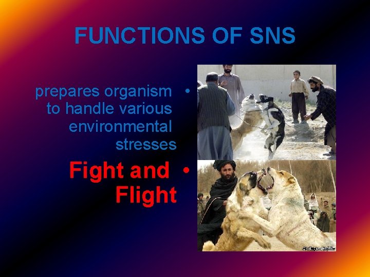 FUNCTIONS OF SNS prepares organism • to handle various environmental stresses Fight and •