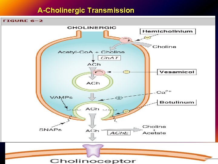 A-Cholinergic Transmission 