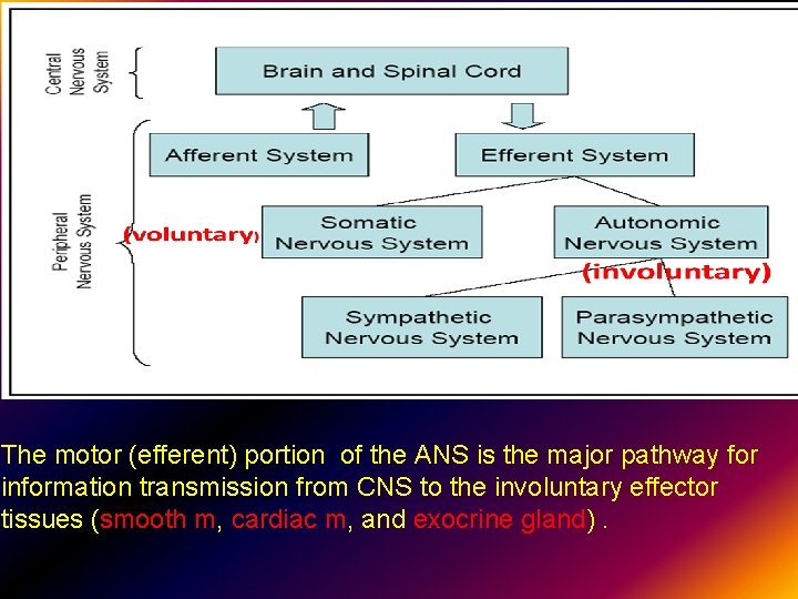 ” The motor (efferent) portion of the ANS is the major pathway for information