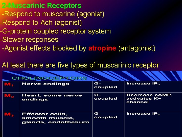 2 -Muscarinic Receptors -Respond to muscarine (agonist) -Respond to Ach (agonist) -G-protein coupled receptor