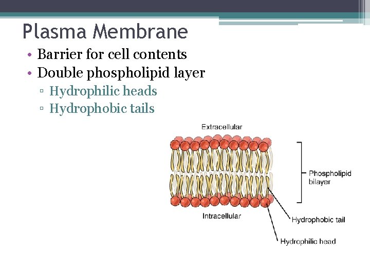 Plasma Membrane • Barrier for cell contents • Double phospholipid layer ▫ Hydrophilic heads