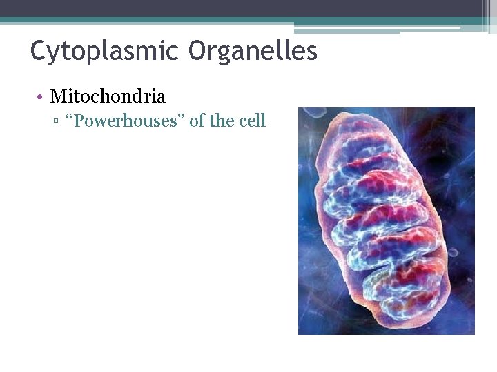 Cytoplasmic Organelles • Mitochondria ▫ “Powerhouses” of the cell 