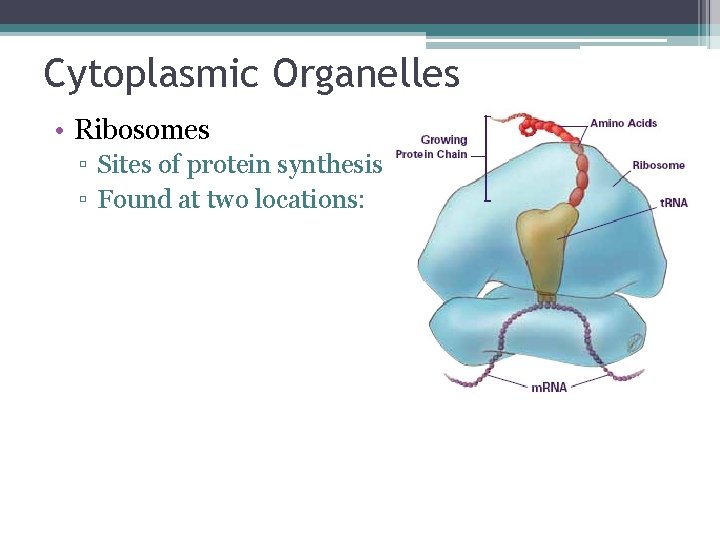 Cytoplasmic Organelles • Ribosomes ▫ Sites of protein synthesis ▫ Found at two locations: