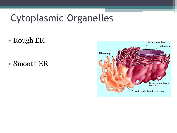 Cytoplasmic Organelles • Rough ER • Smooth ER 