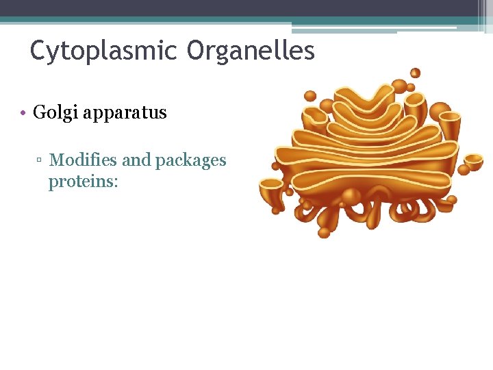 Cytoplasmic Organelles • Golgi apparatus ▫ Modifies and packages proteins: 