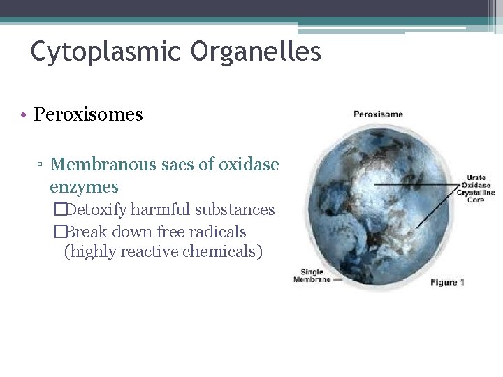 Cytoplasmic Organelles • Peroxisomes ▫ Membranous sacs of oxidase enzymes �Detoxify harmful substances �Break